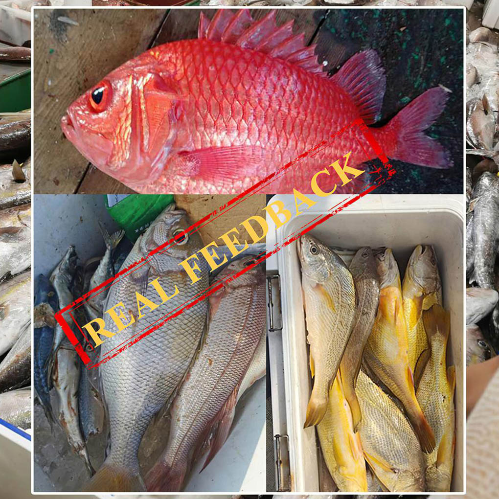 Description Picture 3 of item1 Bag Dry Sandworms Fishing Lure Eco-friendly Fish Bait Portable Seductive Food for Aquatic Animals Enticement Usage 10g